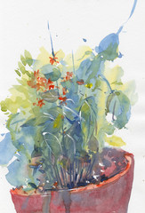watercolor pot plant decorative art hand drawn