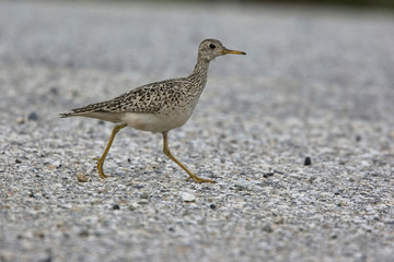 Upland Sandpiper (Bartramia longicauda), Spring adult, Blue River, British Colombia, Canada.