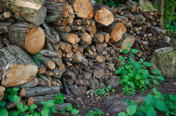 forest firewood winter beauty always