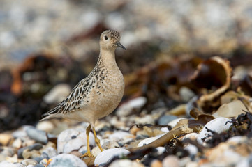 Buff-breasted Sandpiper (Calidris subruficollis), juvenile, Marazion beach, Cornwall, England, UK.