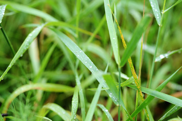 Drops of water on green grass in a summer garden after rain close-up