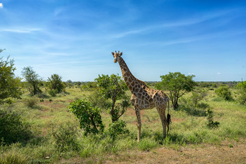 Kruger Nationalpark Giraffe Afrika #2