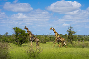 Kruger Nationalpark Giraffe Afrika #1