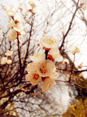 A clump of apricot flowers on the tree