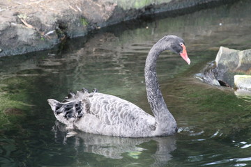 Obraz premium Black Swan Swimming On Lake