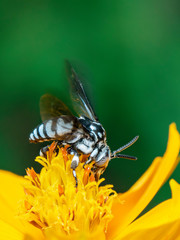 Image of neon cuckoo bee (Thyreus nitidulus) on yellow flower pollen collects nectar on a natural background. Insect. Animal.