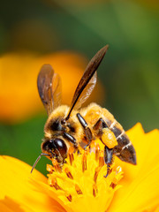 Image of bee or honeybee on yellow flower collects nectar. Golden honeybee on flower pollen with...