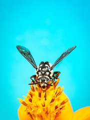 Image of neon cuckoo bee (Thyreus nitidulus) on yellow flower pollen collects nectar on blue background with space blur background for text.. Insect. Animal.