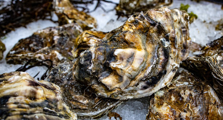 Fresh oysters at the seafood market with ice