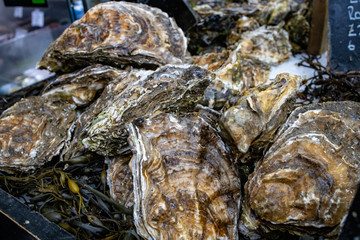 Fresh oysters at the seafood market