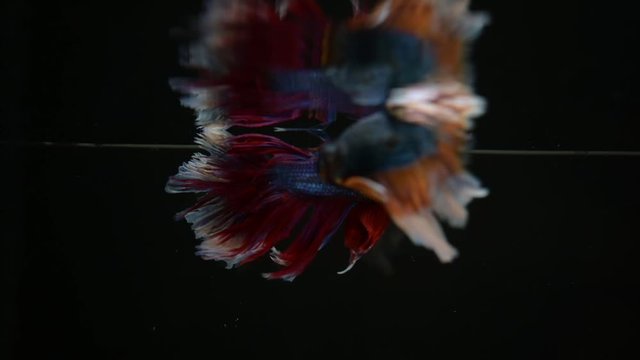 The animation of Thai fighting fish isolated on a black background