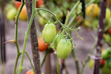 Unripe tomatoes in the garden after rain close-up