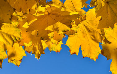 Yellow maple leaves against the blue sky. Place for an inscription.