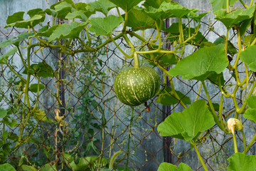 Green pumpkin growing in the garden. Green pumpkin growing on a fence in the garden.  The fruit of...