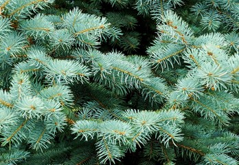 blue spruce branches close-up - image