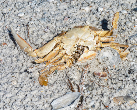 Squished Crab On The Beach