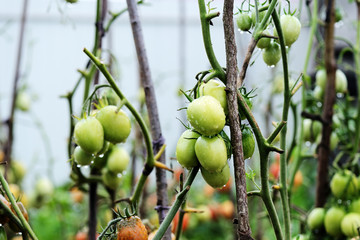 Unripe tomatoes in the garden after rain close-up