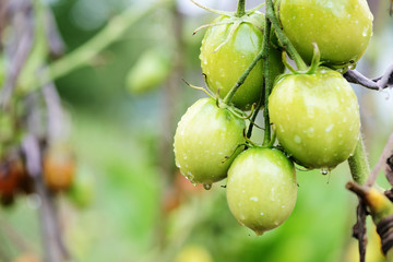 Unripe tomatoes in the garden after rain close-up