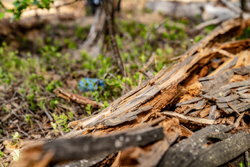 Blue plastic cup in the forest. A cup near a fallen tree. Plastic pollution environmental problem. Nature pollution