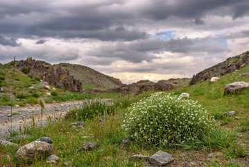 flower stellaria white mountains road cloudy