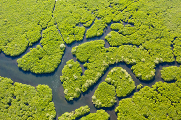 Tropical forest with mangrove trees, the view from the top. Mangroves and rivers. Tropical landscape in a deserted area.