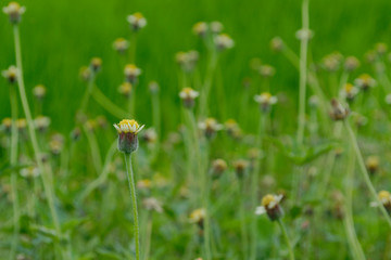 flower in grass