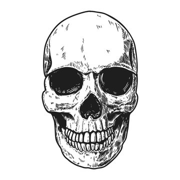 Hand drawn human skull on light background. Design element for logo, label, sign, pin,poster, t shirt. Vector illustration