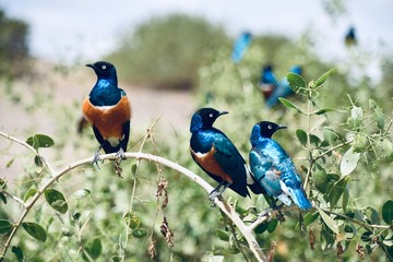 Three Superb Starlings Perched on Branch in Brilliant Sunlight, Amboseli, Kenya