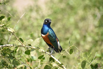 Single Superb Starling in Partial Profile, Amboseli, Kenya