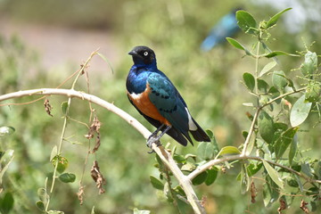 Single Superb Starling Perched on Branch, Amboseli, Kenya