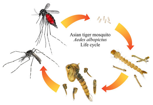 Asian tiger mosquito or forest mosquito, Aedes albopictus (Stegomyia albopicta) (Diptera: Culicidae). Life cycle. Isolated on a white background   