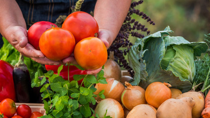 Hands of an elderly farmer holding beautiful tomatoes over a counter with vegetables at a farmers...