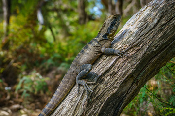 Eastern Water Dragon in the blue mountains, australia