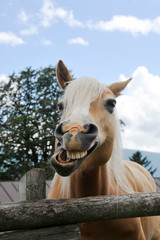 Funny portrait of a brown horse against the background of the summer sky in the educational farm....
