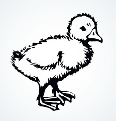 Little duckling. Vector drawing icon