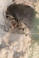 Araignée dans sa toile