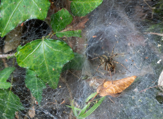 Funnel web spider, Italy, Europe by nest looking out.