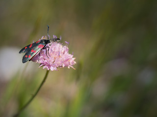 Six-spot Burnet Moth, Zygaena filipendulae, on a wild scabious flower. Defocussed background.