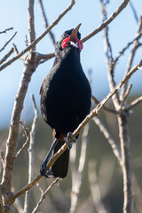 Tieke Saddleback Endemic Wattlebird of New Zealand