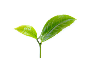 Obraz premium green tea leaf isolated on white background