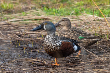 Australasian Shoveler in Australasia