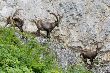 Capricorns standing on a steep rock in the Alps