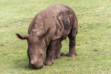 Fototapeta premium White rhinoceros, square-lipped rhinoceros, Ceratotherium simum. A calf of white rhinoceros in the meadow. Animals in wildlife
