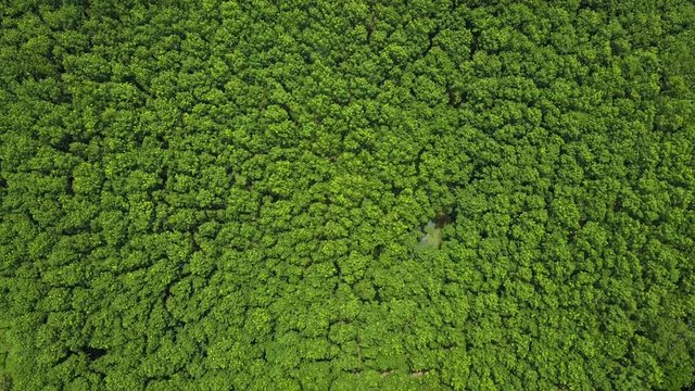Aerial photos of large green forests in Thailand.