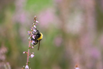 bumblebee, Bombus, feeding on the purple flowers/blooms of lung heather within a woodland during a warm summers day in Scotland.