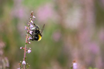 bumblebee, Bombus, feeding on the purple flowers/blooms of lung heather within a woodland during a warm summers day in Scotland.