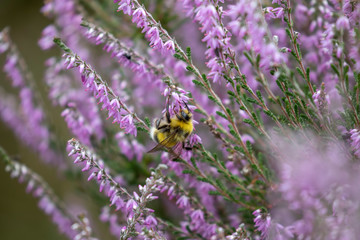 bumblebee, Bombus, feeding on the purple flowers/blooms of lung heather within a woodland during a warm summers day in Scotland.