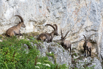 Capricorns standing on a steep rock in the Alps