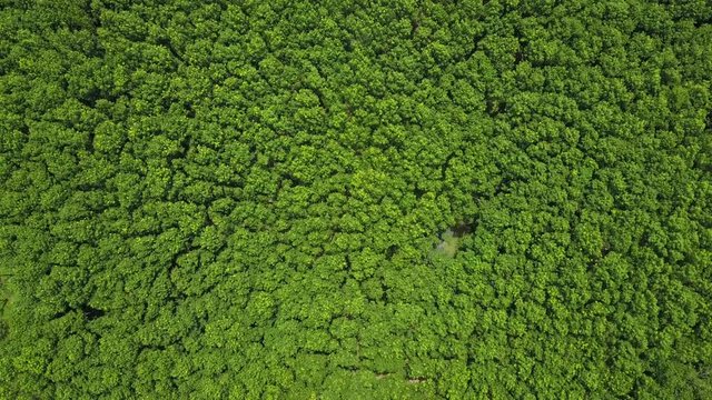 Aerial photos of large green forests in Thailand.