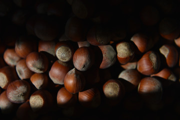 hazelnut hazelnuts in sunlight close-up